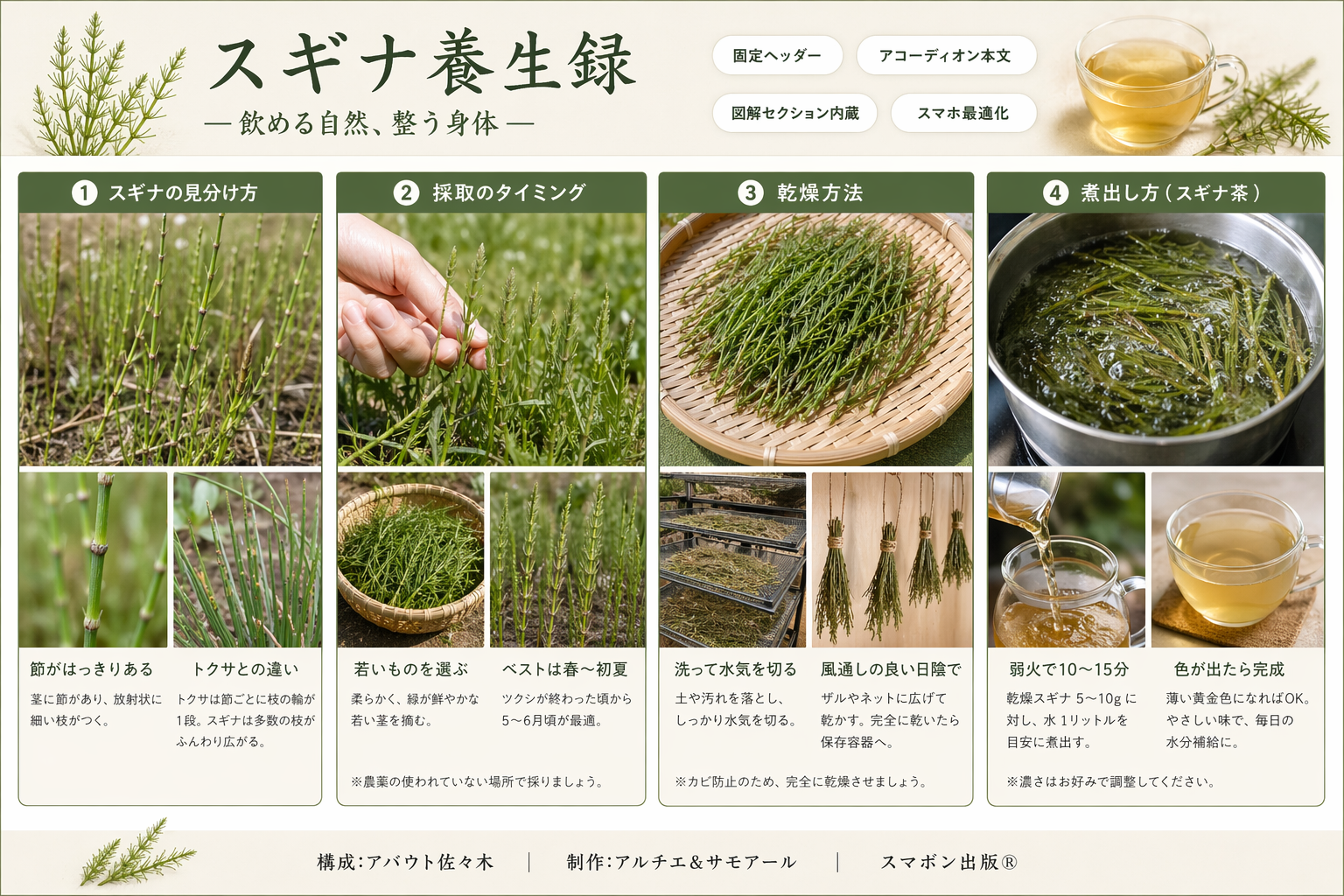 スギナの見分け方、採取のタイミング、乾燥方法、煮出し方をまとめた図説画像